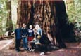 Storslagen skog, Red Wood